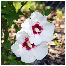Hibiscus syriacus 'Red Heart'