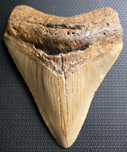 Genuine megalodon shark tooth - genuine,