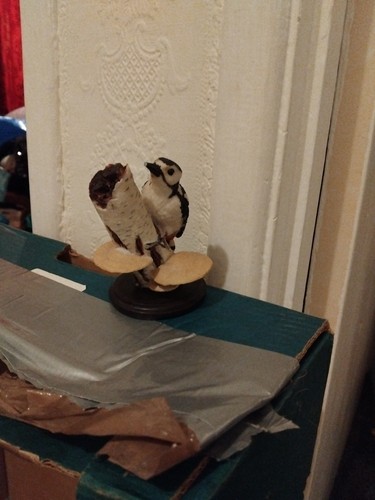 The great spotted woodpecker - the,