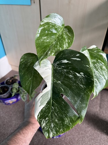 Monstera deliciosa albo white - monstera,