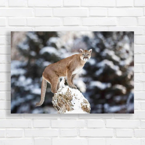 Big cat the - big, snow