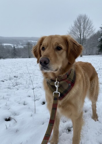 Tweed dog collar - ,, lead