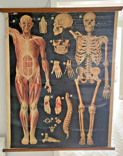Vintage Anatomical School