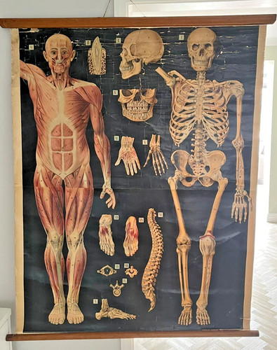 Vintage anatomical school - vintage,