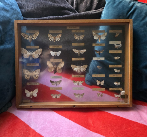 Mounted butterfly moth - mounted, butterfly/moth