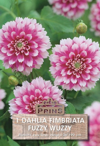 Dahlia bulb tuber decorative - bulb/tuber,