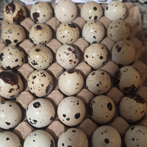 Speckled quail hatching - speckled, eggs