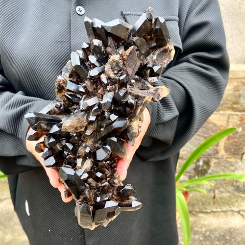 8lb top rare natural - top,