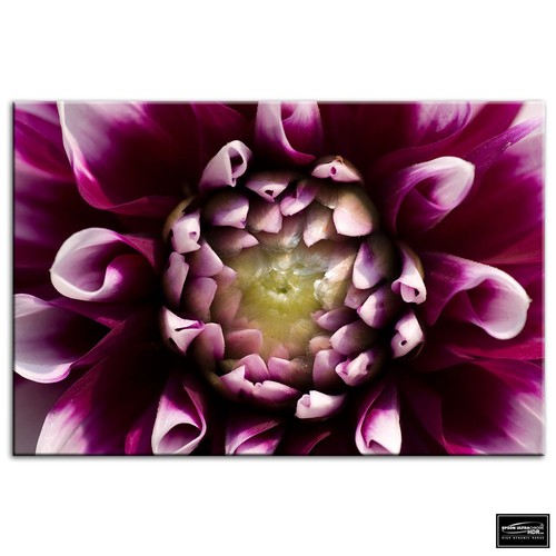 Flowers botanical floral - botanical, box