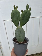 Prickly Pear Opuntia Anacantha Cactus Plant x 1