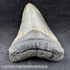 Authentic carcharodon