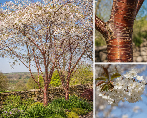 Prunus tibetica birch bark - tibetica,