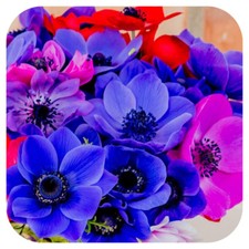 Anemone 500 bulbs corms de - corms, 'de