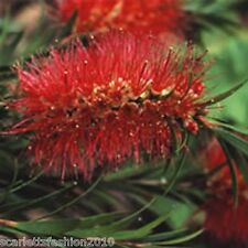 CALLISTEMON RIGIDUS Weeping