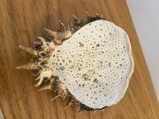 SPINY SHELL Common Spider Crab Carapace Maja Brachydactyla Rare  North Sea Find