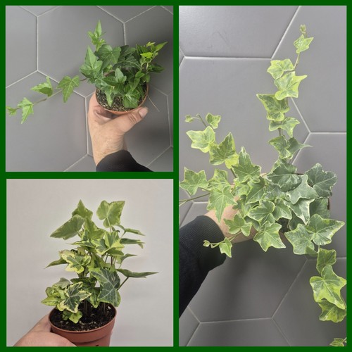 Hedera helix bundle - x,