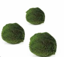 3x MARIMO MOSS BALL (3 to 5cm)