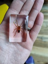 Real Spider Bug  Insect Preserved in Resin Desk Paperweight Animal Collection 