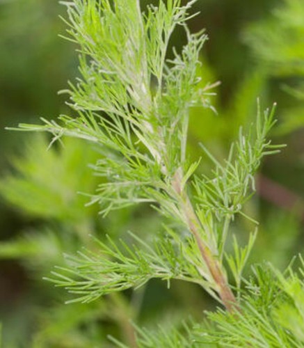 Cola herb scented unusual - 'cola',