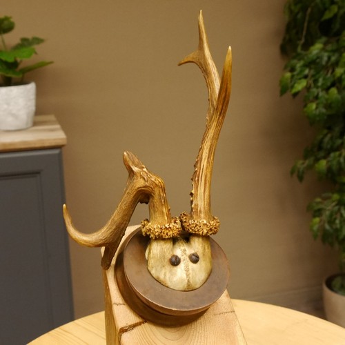 Abnormal roe deer buck antlers - roe,