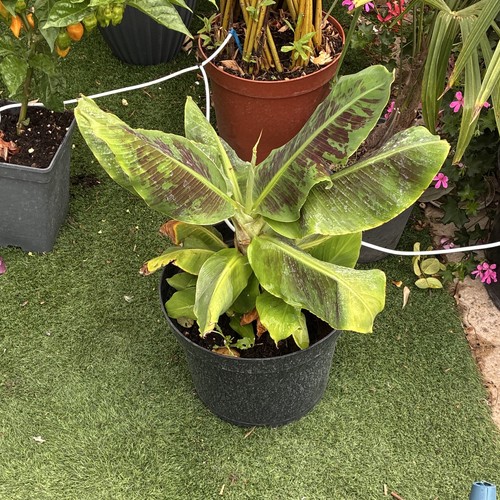 Banana plant potted - plant, (musa)