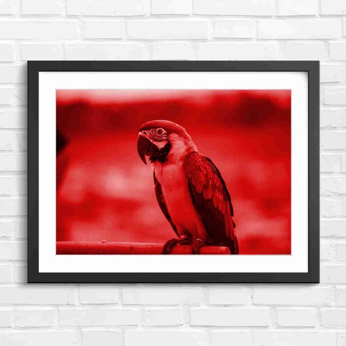 Blue and gold macaw - blue,