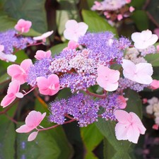 Hydrangea aspera 'Hot Chocolate' Deciduous Flowering Outdoor Garden Shrub