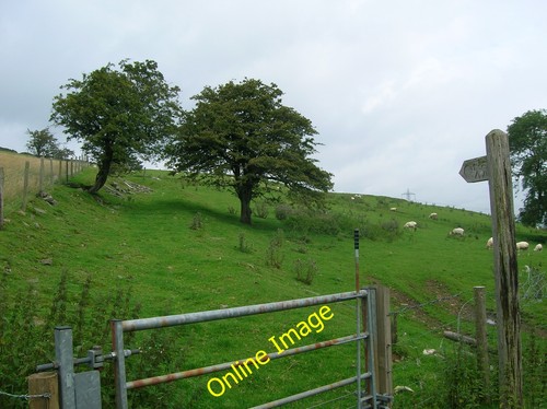 Photo 6x4 sheep - 6x4,