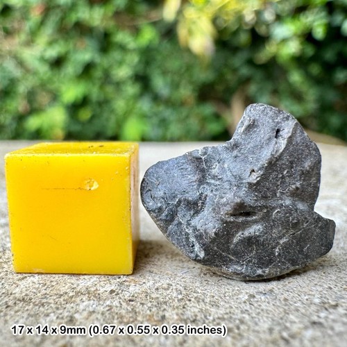 Genuine fossil crab fragment - ,