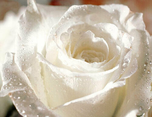 Seeds white rose free - 50,