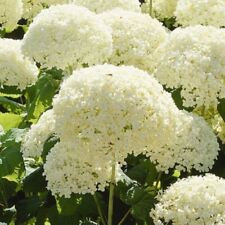 Hydrangea Aborescens Annabelle Large White Flower Heads