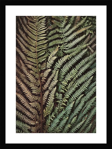 Tranquil fern fronds print - tranquil,