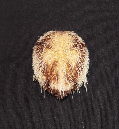 Ubcxommon pacific sea urchin - ubcxommon,