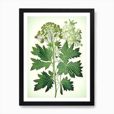 Angelica Herb Vintage