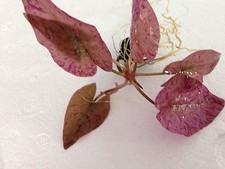 Live Red Nymphaea Lotus Lily Bulb - Live Aquatic Fish Tank Tiger Lotus Aquarium