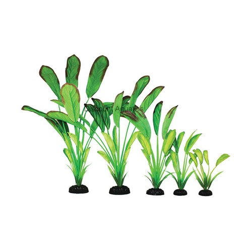 Cryptocorne light green silk - cryptocorne,