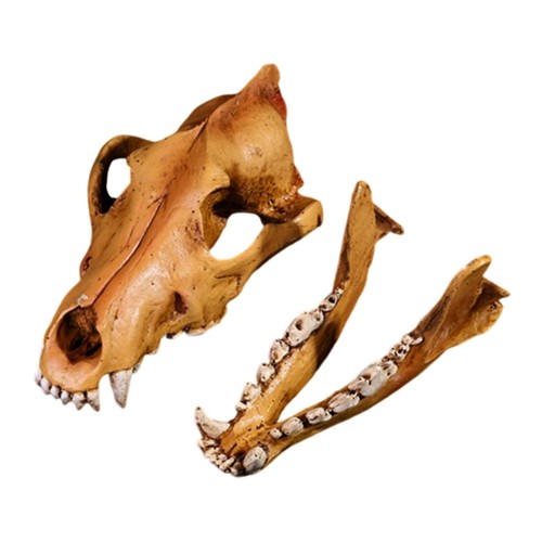 Realistic wolf skull resins - realistic,