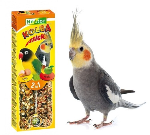 Parrots birds food eggs - birds,