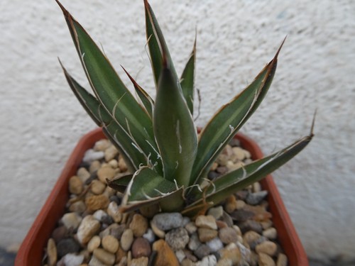 Agave schidigera shown 7cm - agave, in