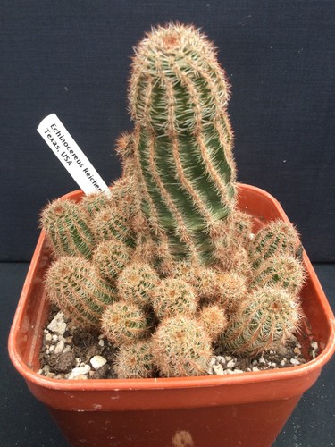 Mature echinocereus - mature,