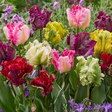Tulip 'Parrot' Mix, Set of 15 Bulbs Ready to Plant in Autumn for Spring Flowerin