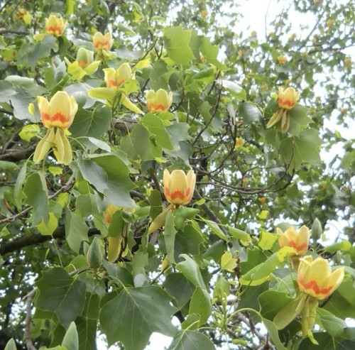 Tulip tree liriodendron - tulip,