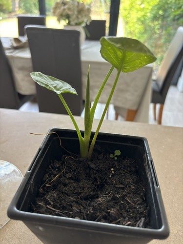 Zantedeschia hercules white - hercules/,