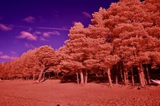 Aerochrome 58mm Infrared