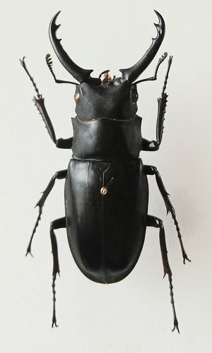 Black stag jaw male large - jaw,