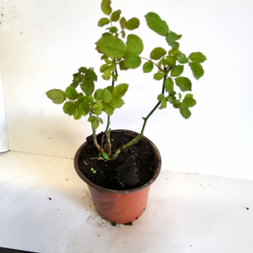 Rose pink potted plant - pink(rosa),