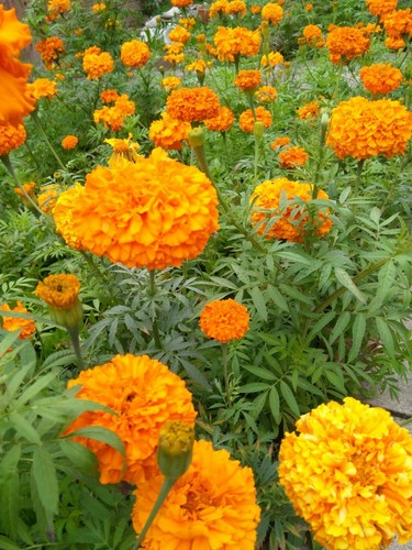 Organic african marigold - organic,