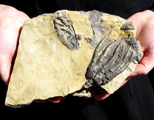 Killer encrinus crinoid on - encrinus,