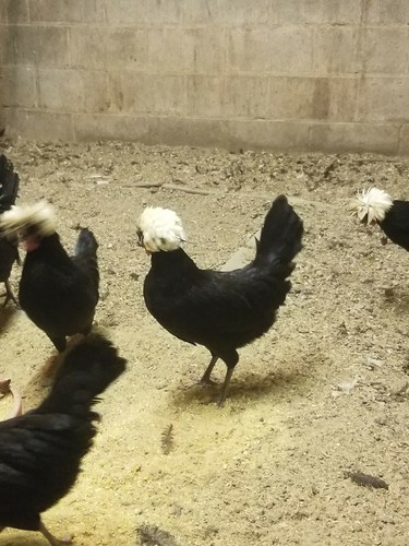 Dozen white crested black - white,