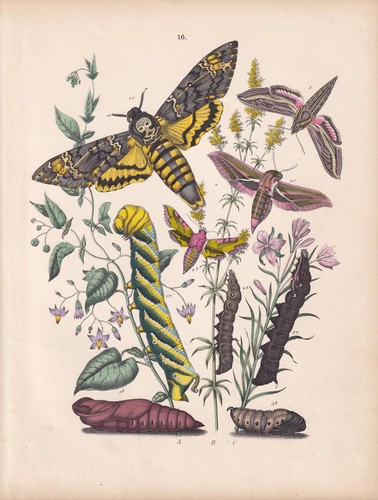 1883 hand coloured moth - hand-coloured, print